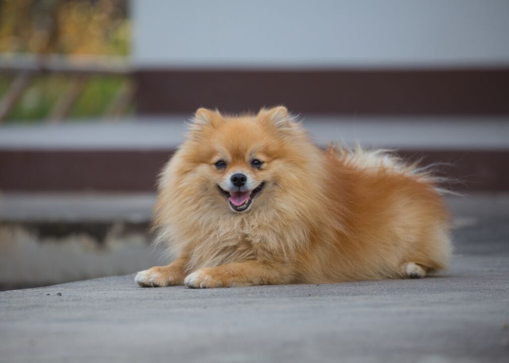 #23. Pomeranian